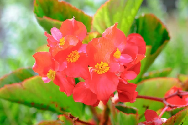Begonia Flowers Nature — Stock Photo, Image