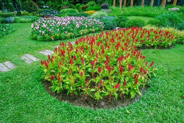 Landscape Flower Garden Rainy Season — Stock Photo, Image