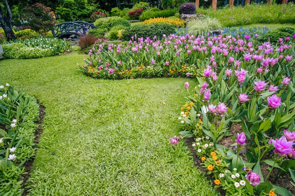 Landscape Flower Garden Rainy Season — Stock Photo, Image