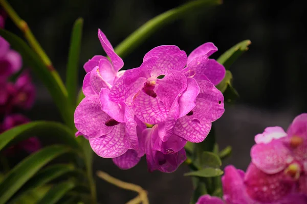Krásná Orchidej Květina Přírodním Pozadím — Stock fotografie