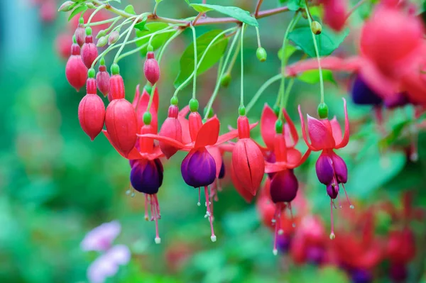 Beautiful Fuchsia Flower Hanging Nature — Stock Photo, Image
