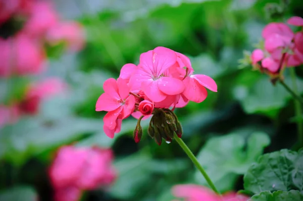 Красива Рожева Квітка Герані Цвіте Саду — стокове фото