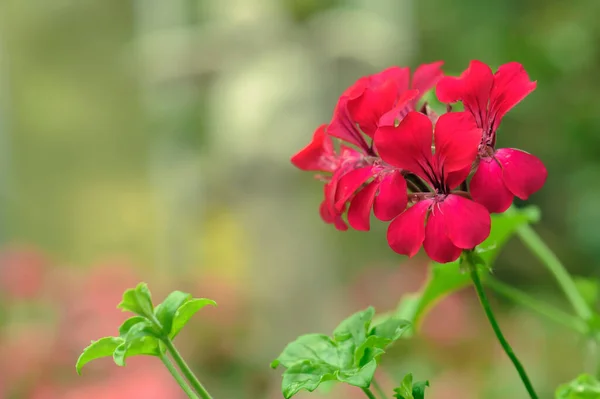 Красива Червона Квітка Герані Цвіте Саду — стокове фото