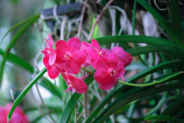 Pink Orchid Flowers Nature — Stock Photo, Image