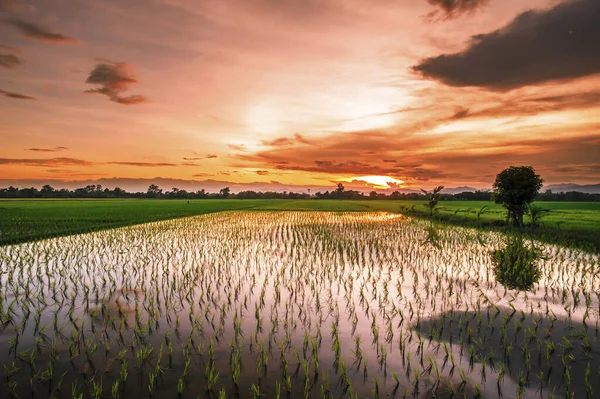 Paisagem Fazenda Arroz Tailândia Pôr Sol — Fotografia de Stock