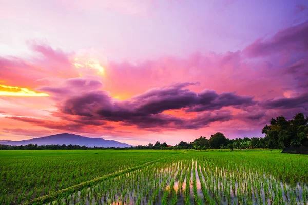 Paysage Ferme Riz Thaïlande Coucher Soleil — Photo