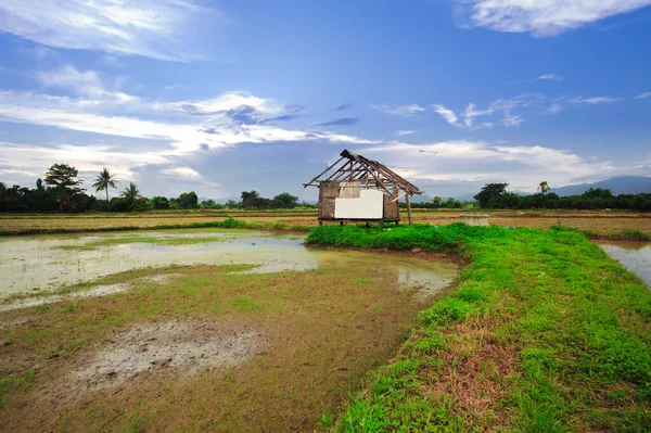 Landschaft Junger Reisbauern Thailand — Stockfoto