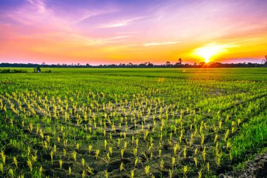 Tayland 'da pirinç tarlaları ve günbatımı