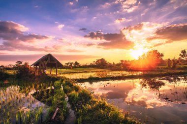 Günbatımında pirinç çiftçiliği