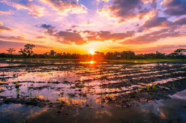 Günbatımında pirinç çiftçiliği