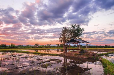 Günbatımında pirinç çiftçiliği