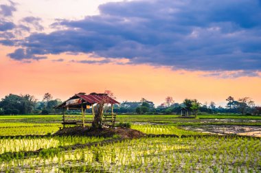 Pirinç tarlaları ve günbatımı