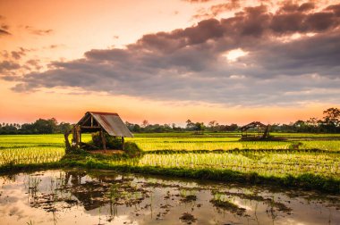 Pirinç tarlaları ve günbatımı