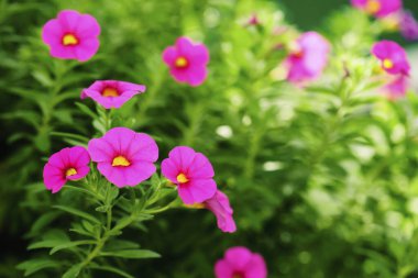 Güzel pembe Petunias (Petunia hybrida) bahçede yumuşak odak