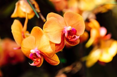 Sarı falaenopsis orkide çiçeği