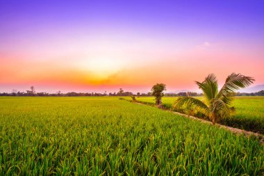 Günbatımında kırsal pirinç tarlası