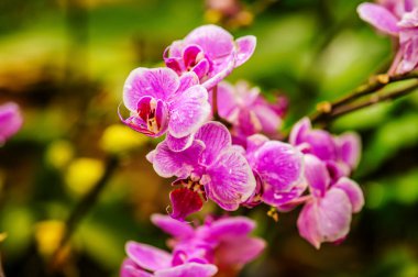 Bahçede güneş ışığı olan pembe orkide çiçeği.