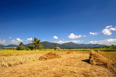 Hasattan sonra pirinç sakalı ve dağ arkası.