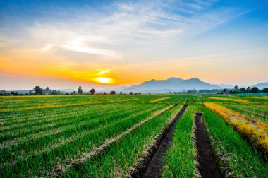 Gün batımında kırsalda soğan çiftliği