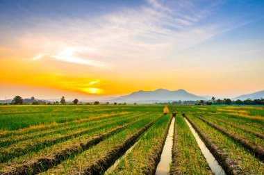 Gün batımında kırsalda soğan çiftliği