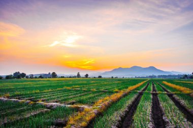 Gün batımında kırsalda soğan çiftliği