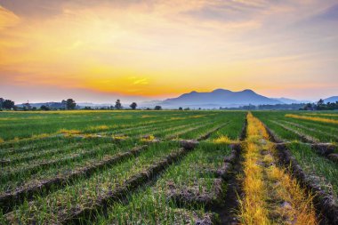Gün batımında kırsalda soğan çiftliği