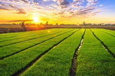 Pirinç filizleri pirinç tarlasında yetişmeye hazır.