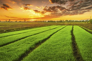 Pirinç filizleri pirinç tarlasında yetişmeye hazır.