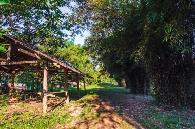 Chiang Mai Tayland 'daki Bambu Ormanı
