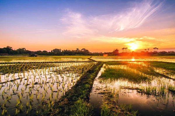 Reisfelder Und Sonnenuntergang Thailand — Stockfoto