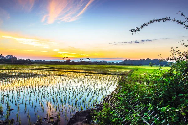 Reisfelder Und Sonnenuntergang Thailand — Stockfoto