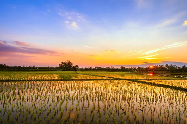 Campos Arroz Pôr Sol Fundo Tailândia — Fotografia de Stock