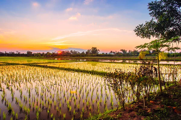 Reisfelder Und Sonnenuntergang Thailand — Stockfoto