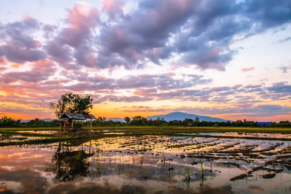 日落时水稻种植的耕作方法 — 图库照片