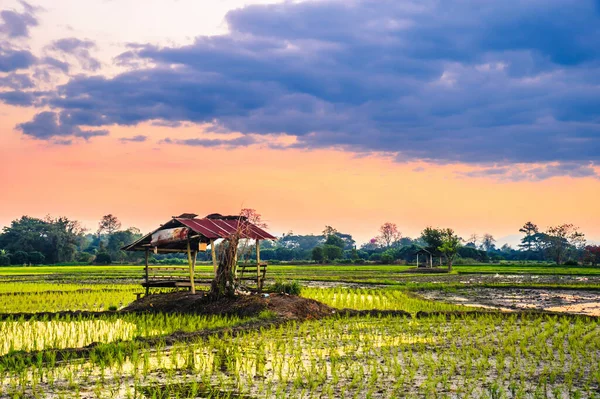 Reisfelder Und Sonnenuntergang Hintergrund — Stockfoto