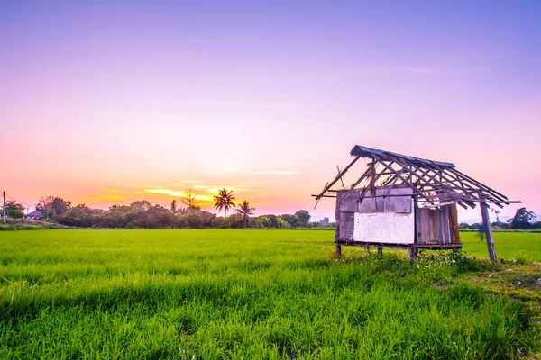 Grünes Reisfeld Bei Chiangmai Thailand — Stockfoto
