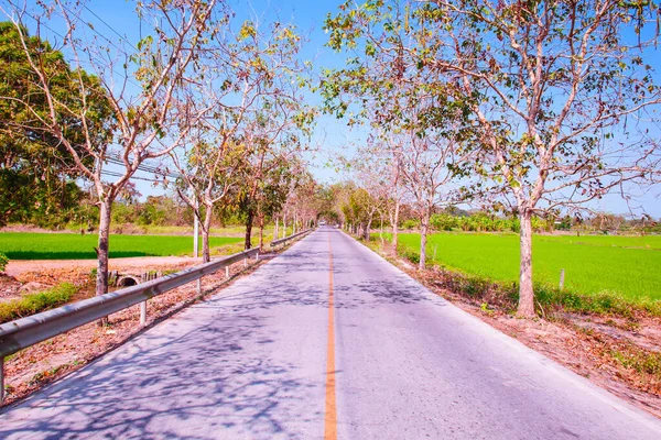 Estrada Asfalto Com Árvores Ambos Lados — Fotografia de Stock