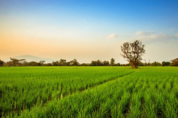 Tayland 'da akşam pirinç tarlaları