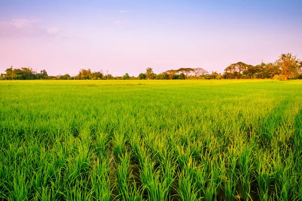 Campos Arroz Por Noche Tailandia —  Fotos de Stock