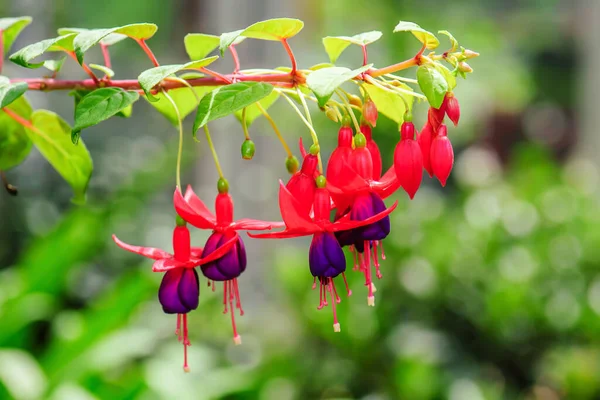 Fucsia Angelo Orecchini Fiori Onagraceae — Foto Stock