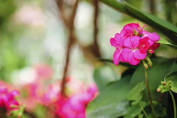 Różowe Pelargonie Ogrodzie Letnim — Zdjęcie stockowe