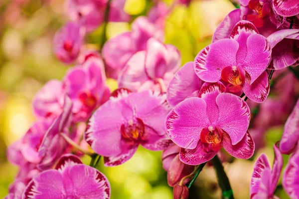 Gros Plan Orchidées Fleurs Reine Des Fleurs Thaïlande — Photo