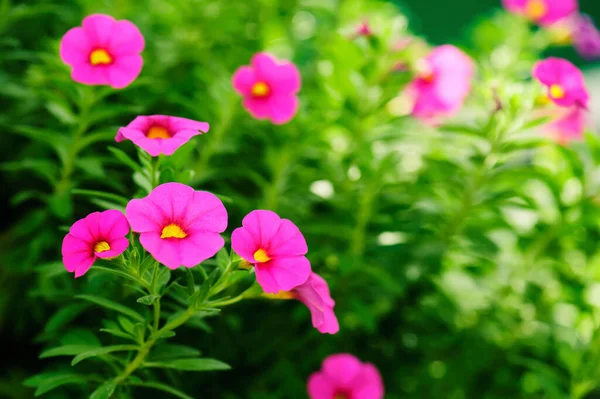 Прекрасний Рожевий Петунія Гібрид Петунії Садовому Якому Фокусі — стокове фото