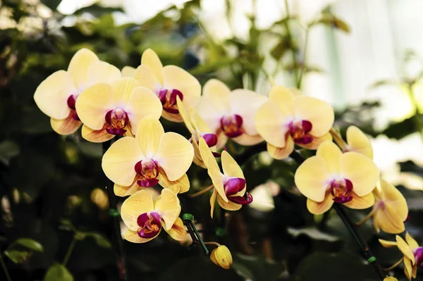 Желтый Цветок Орхидеи Летом — стоковое фото