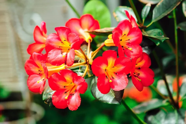 Close Blooming Red Flower — Stock Photo, Image