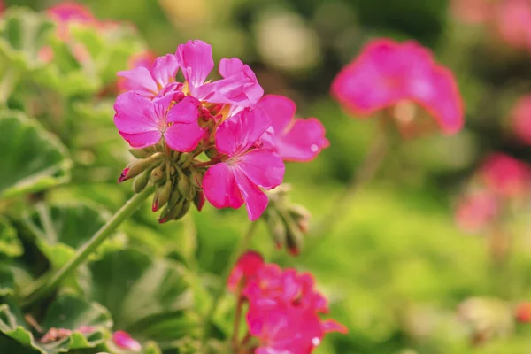 Różowy Geranium Kwiat Ogrodzie Lato — Zdjęcie stockowe