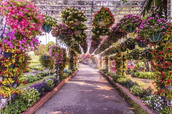Flower Tunnel Arch Summer — Stock Photo, Image
