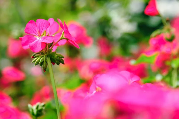 Flor Geranio Rosa Verano Jardín —  Fotos de Stock