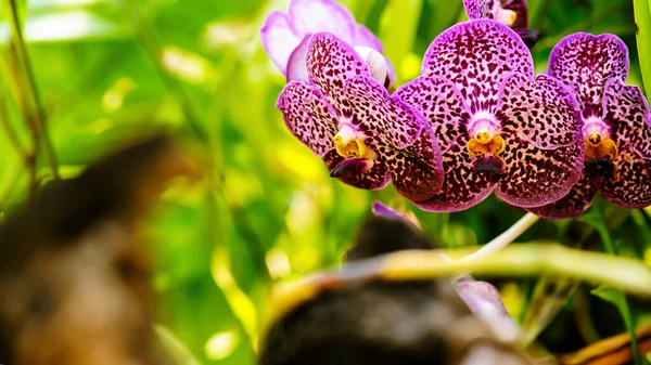 Fiore Orchidea Rosa Con Luce Solare Giardino — Foto Stock