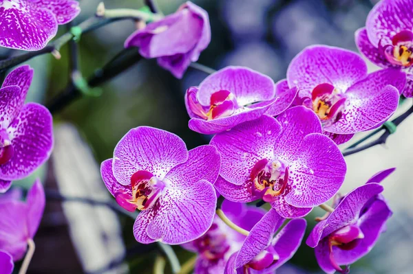 Růžová Orchidej Květina Slunečním Světlem Zahradě — Stock fotografie